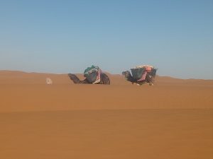Meharée désert Maroc