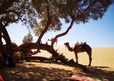 Trekking - Sahara Peace