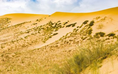 Le Sahara se transforme après des pluies diluviennes : Un retour à la verdure dans le désert