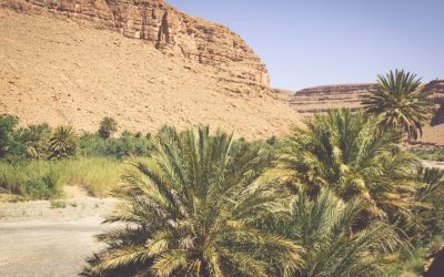 La Vallée du Drâa : Un joyau naturel au cœur des treks marocains