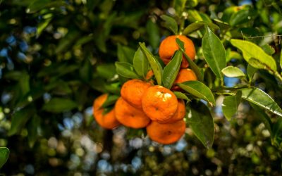 La clémentine de Berkane : Un symbole de résilience face à la sécheresse au Maroc