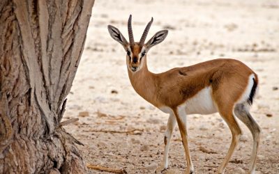 Les gazelles du désert marocain : Des sprinteuses en danger