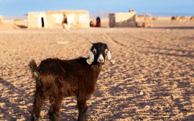 Une année sans mouton : Vers un Aïd Al-Adha durable et responsable au Maroc