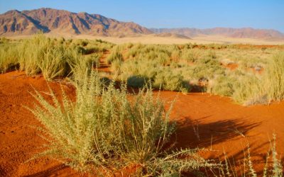 Le Sahara vert : Une enquête scientifique révèle les secrets d’un paradis perdu