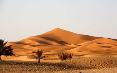 Comment survivre dans le désert : Techniques, conseils et préparation mentale