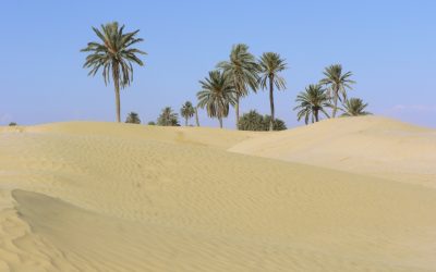 Le Sahara reverdit : Miracle climatique ou alerte écologique ?