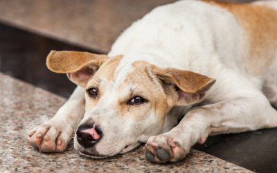 Chiens errants au Maroc : Le TNVR, une réponse éthique et durable