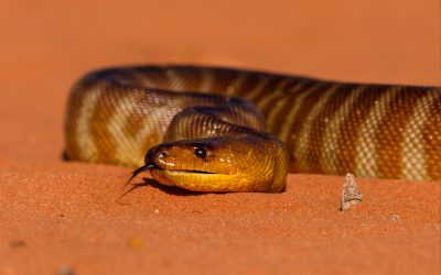 Les 8 serpents les plus dangereux du Maroc : Espèces venimeuses à connaître pour mieux s’en protéger