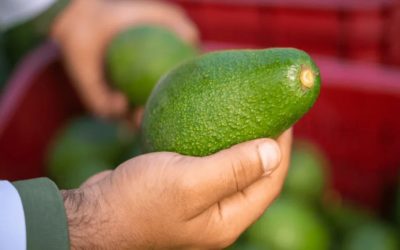 Avocat marocain : Comment le Royaume dépasse désormais l’Espagne et s’impose comme un géant mondial du secteur