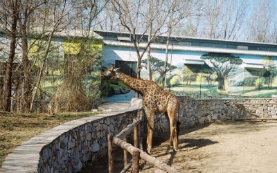 Zoo d’Aïn Sebaâ : Un nouveau pôle animalier et pédagogique au cœur de Casablanca