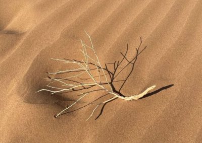 Entre sable et silence